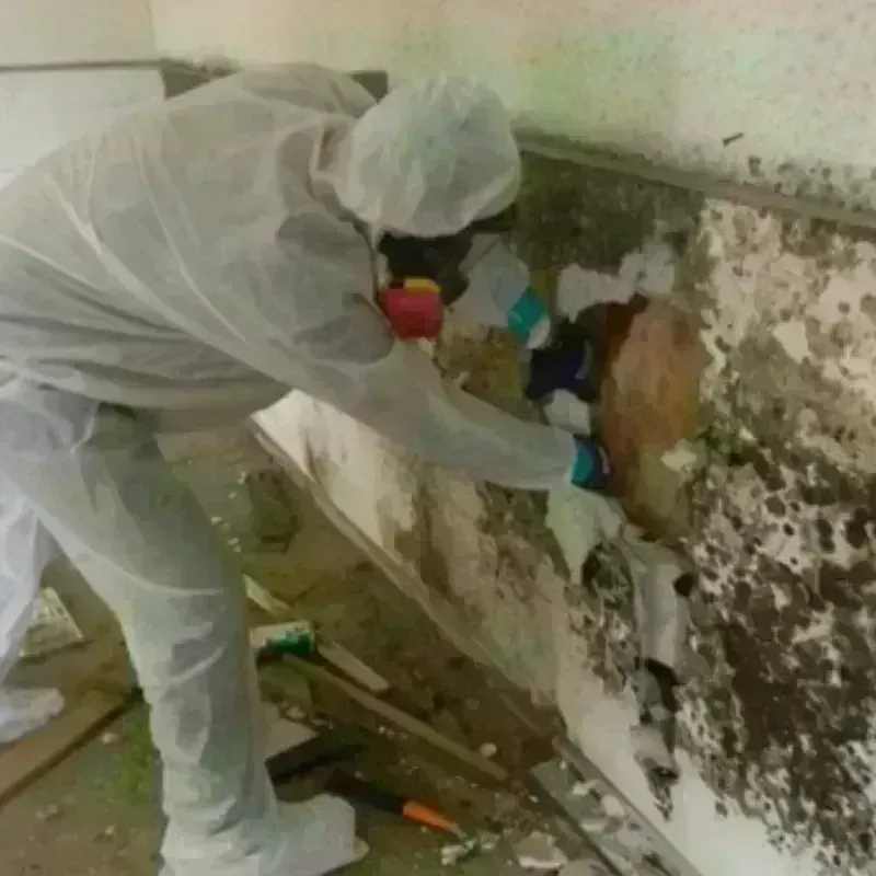 Mold Remediation and Removal in Cadillac, MI